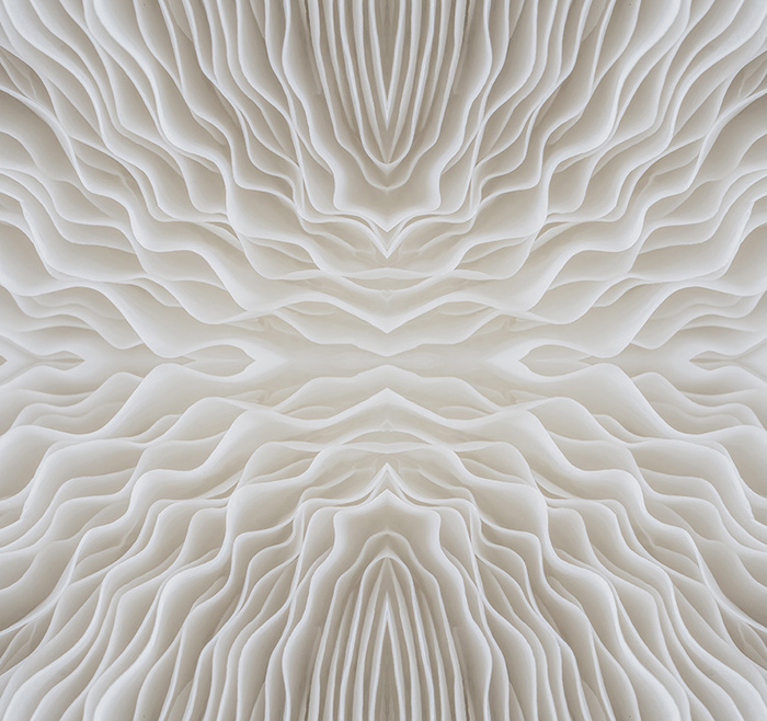 Abstract,Background,Macro,Image,Of,Sajor-caju,Mushroom abstract background macro image of Sajor-caju Mushroom