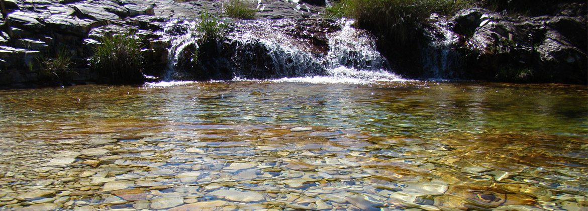 a-realeza-da-real-natureza-header-d a-realeza-da-real-natureza-header-d