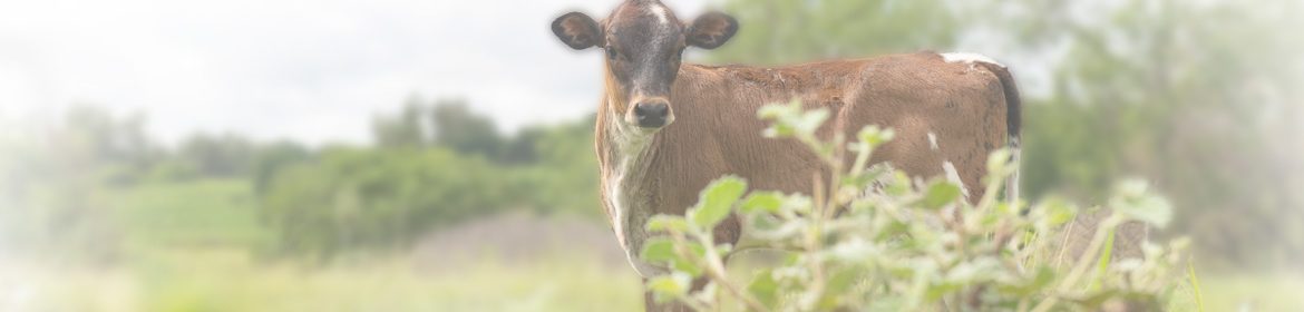 classicos_para_o_gado_leiteiro