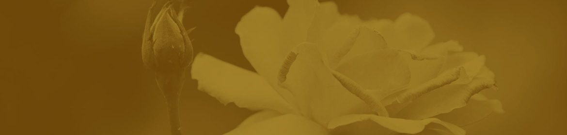 cvsm_aniversario_representacao_do_ideal_header_desktop cvsm_aniversario_representacao_do_ideal_header_desktop