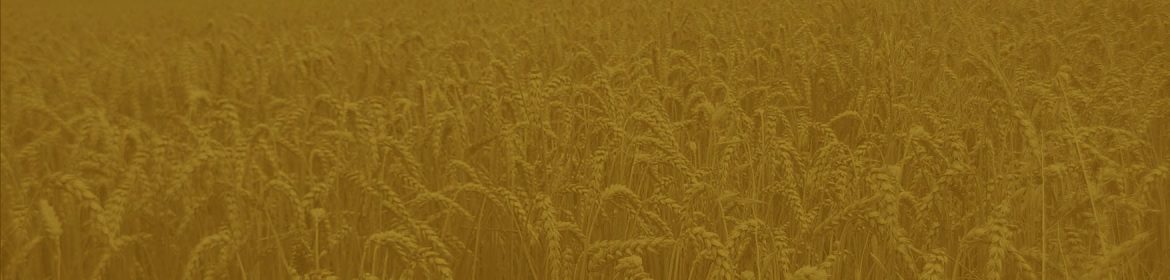 cvsm_e_dezembro_e_natal_header_desktop