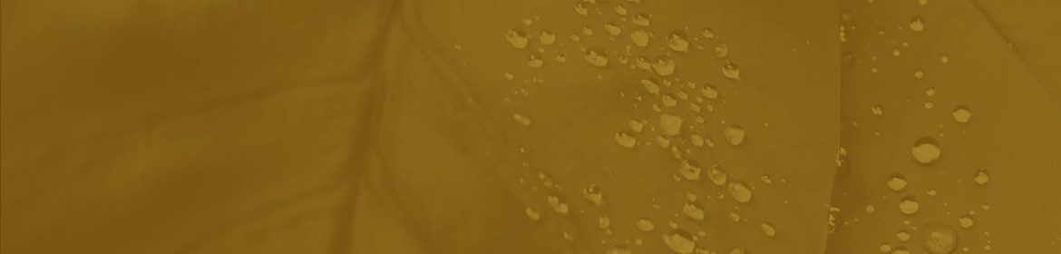 cvsm_existe_um_amor_maior_header_desktop