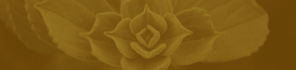 cvsm_isso_aqui_e_uma_taca_de_sorvete_header_desktop