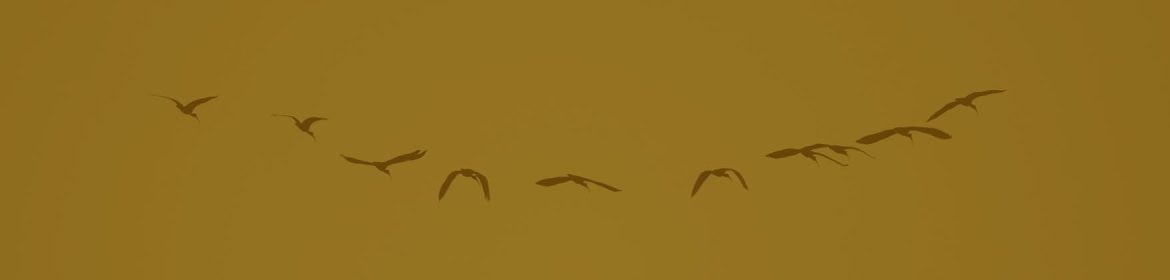 cvsm_mais_uma_vez_fica_provado_para_nos_header_desktop