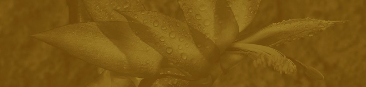 cvsm_nao_raras_vezes_temos_sido_header_desktop