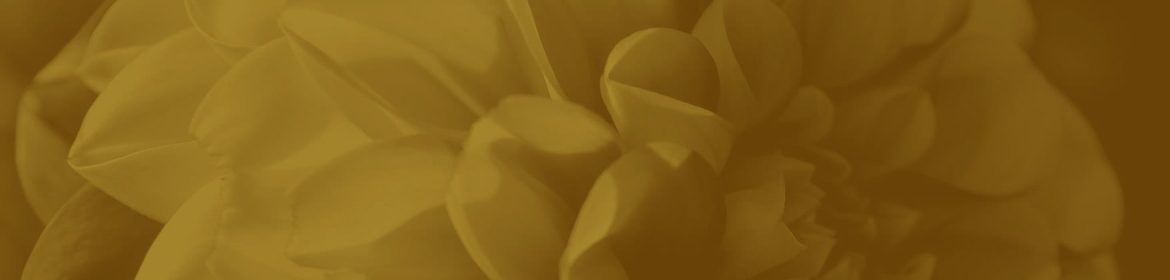 cvsm_os_olhos_foram_feitos_para_ver_header_desktop