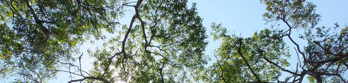 um-caminhar-de-pensamentos-e-paradoxos